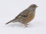 alpine accentor