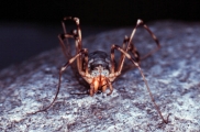 opiliones