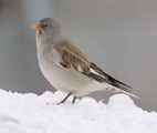 snowfinch