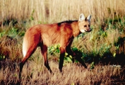 manedwolf