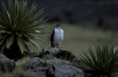 Jackal buzzard