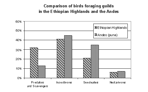 Comparison of foraging guilds