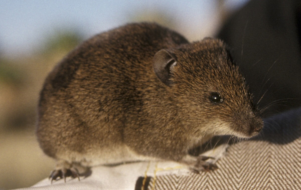 Medium-tailed brush-furred rat