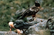 Scavenger bearded vultures