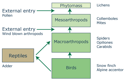 foodwebs