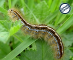 caterpillar.jpg