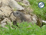 marmot.jpg