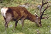 reddeer