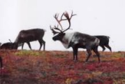 reindeer