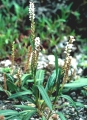 alpine bistort