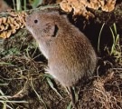 snow vole