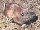 northern pocket gopher