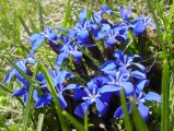 gentians_t.jpg