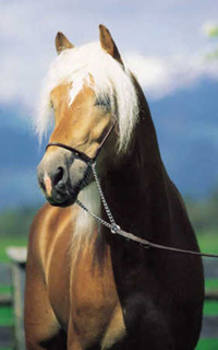 horse_t