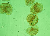 Pollen of mountain pine