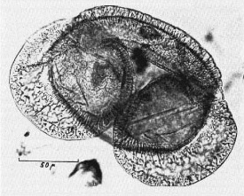 Vesiculatae.jpg