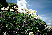 Mountain avens