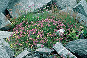 Fleischer's willow herb