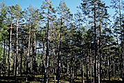 Scots pine