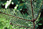 Silver fir