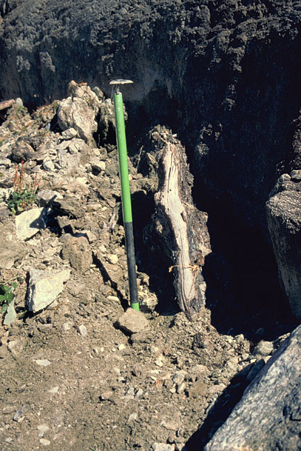 Trunk from a 2600 year old Larix decidua (European larch)
