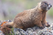 marmota_t.jpg