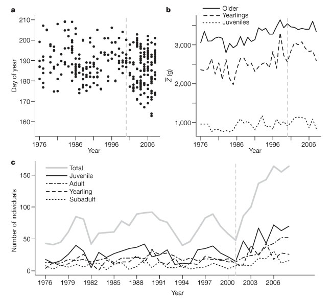 population development in marmots