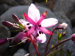 Epilobium fleischeri