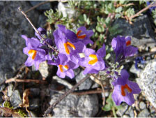 Linaria alpina