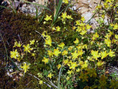 Saxifraga aizoidis