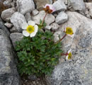 Ranunculus glacialis