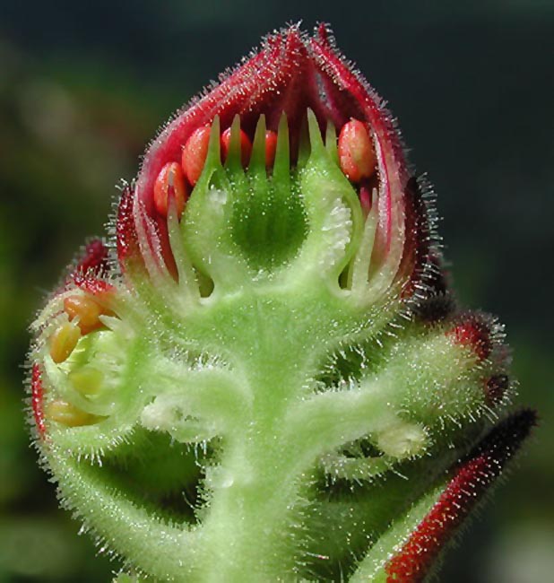 Longitudinal section through flower buds