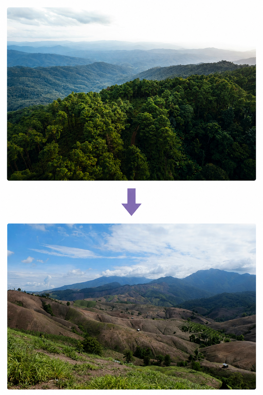 Forest loss and biodiversity
